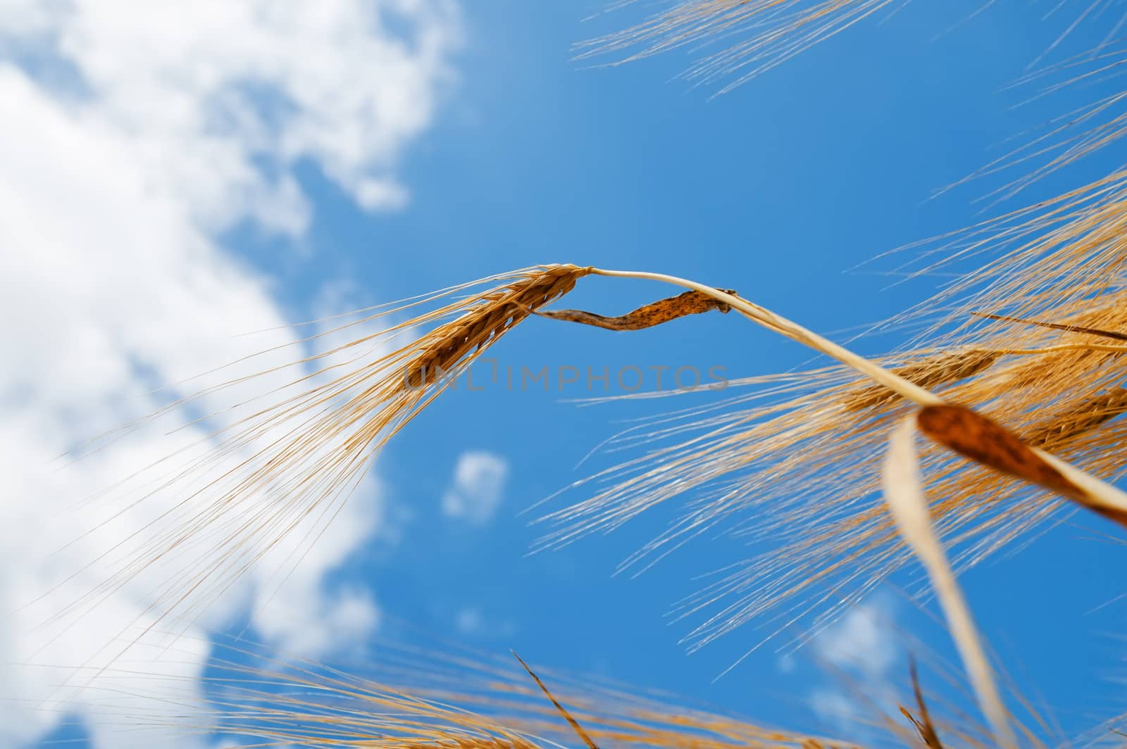 close up of ripe wheat ears against sky