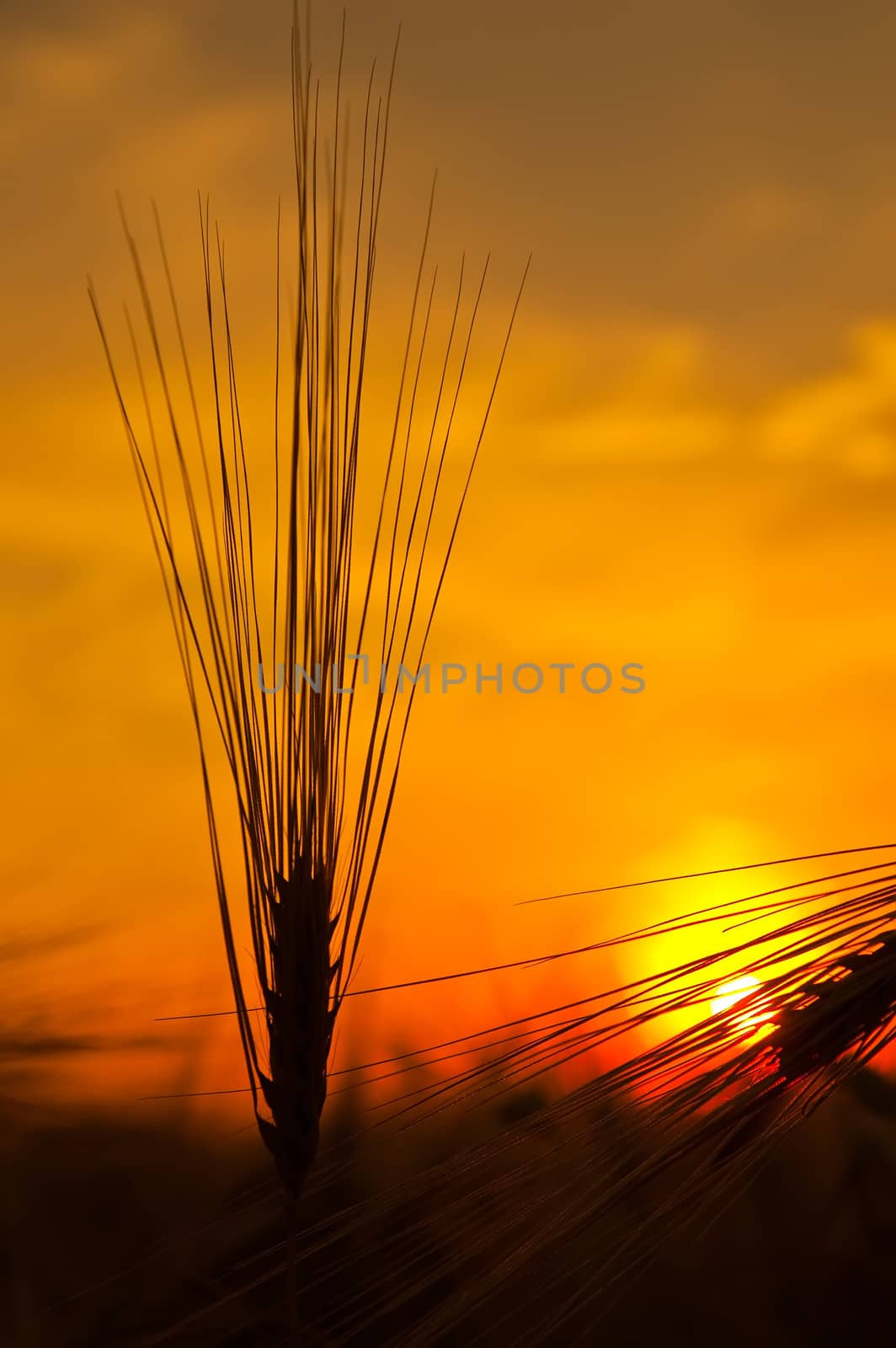 ripe wheat on sunset by mycola