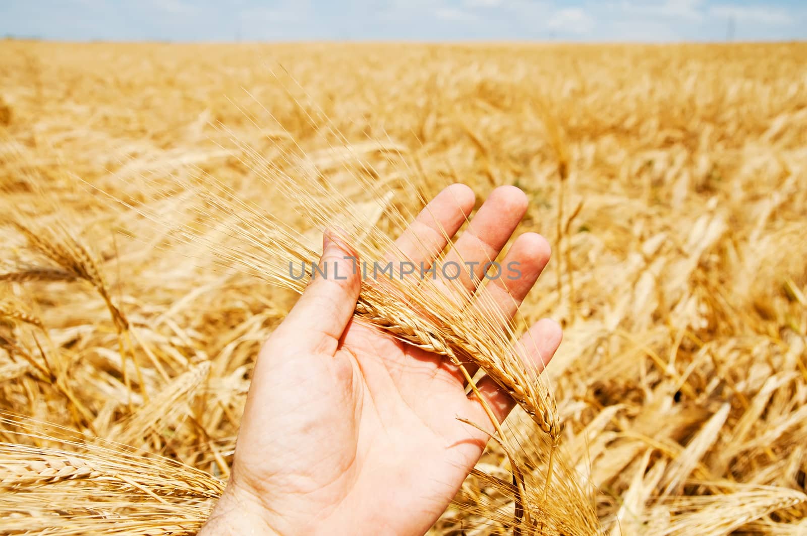 gold harvest in hand