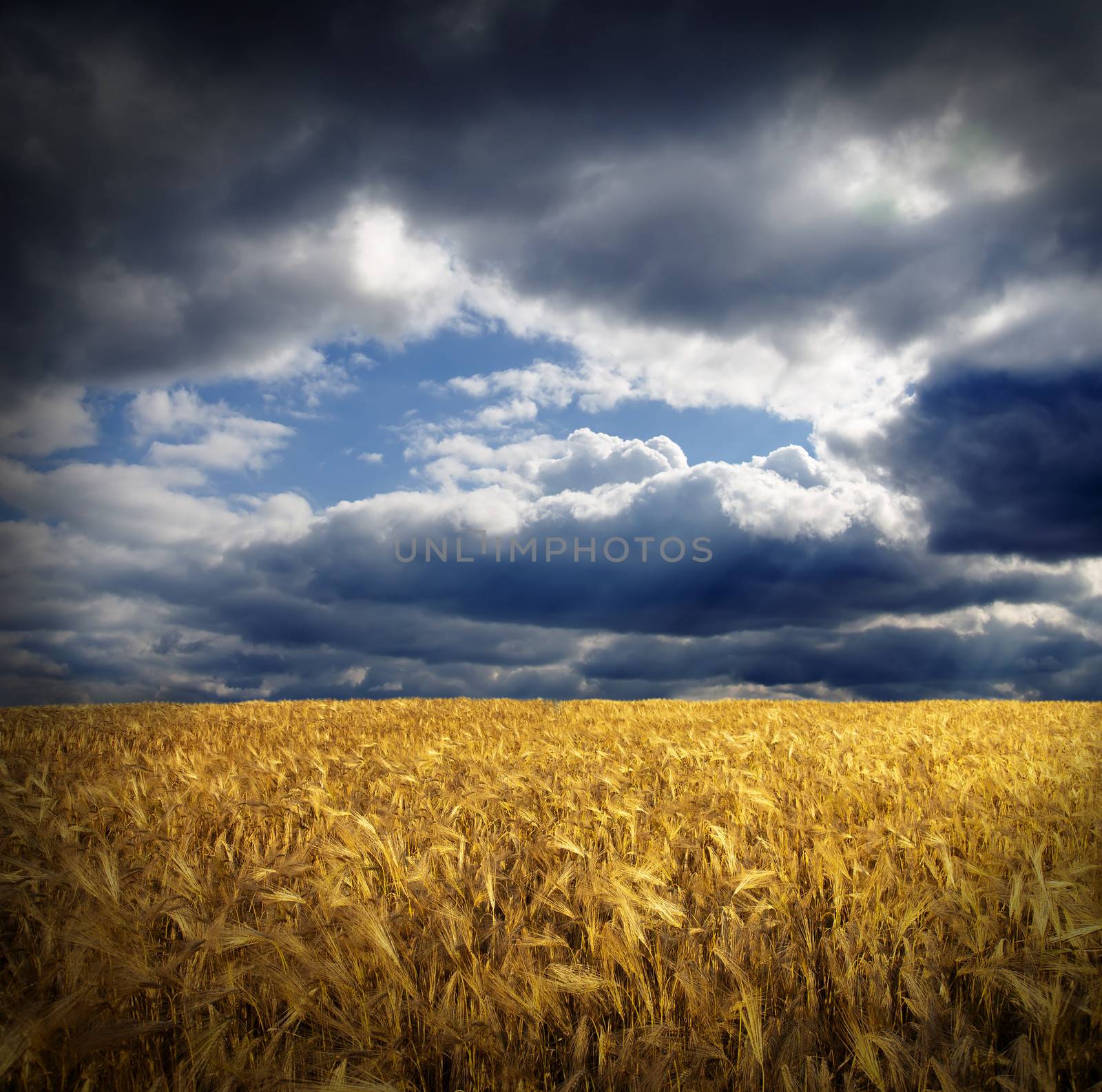 field with gold ears of wheat under hole in dramatic sky