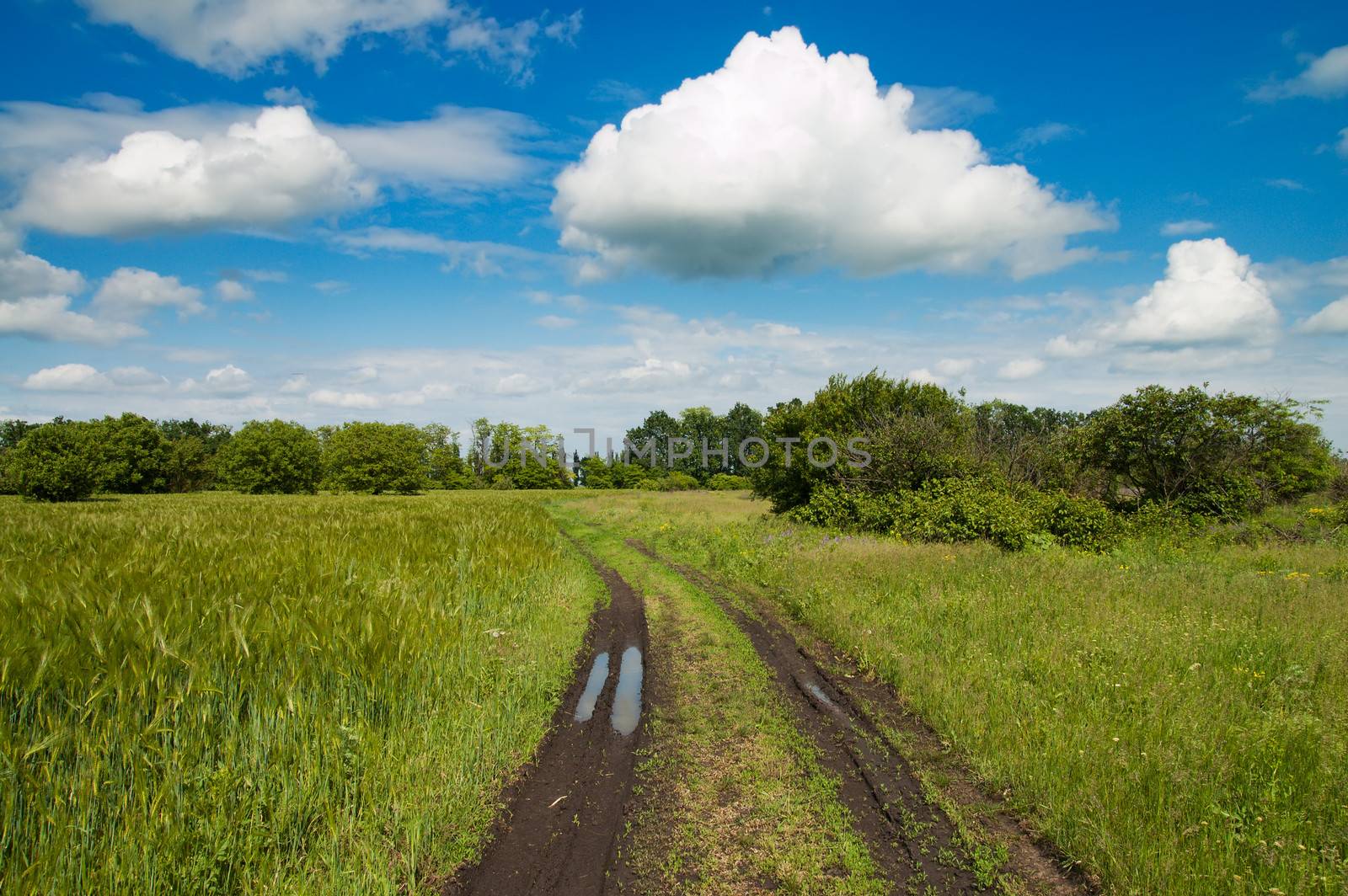 rural road in green field