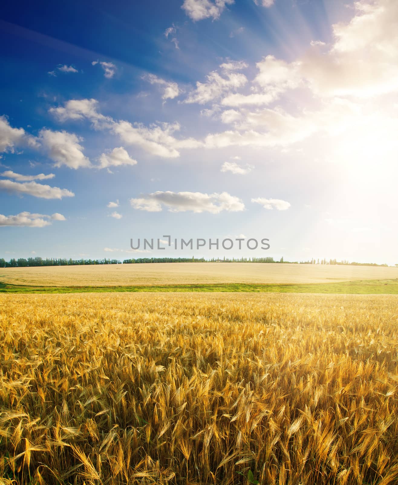 field under cloudy sky with sun by mycola