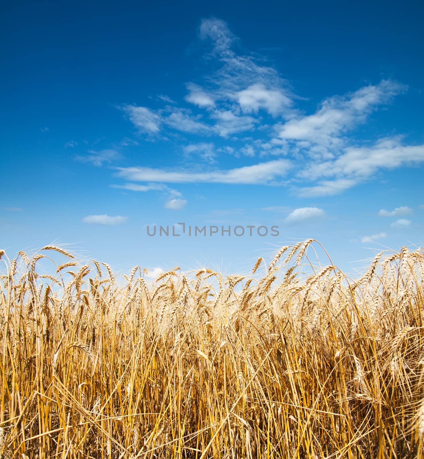 gold ears of wheat under deep blue sky