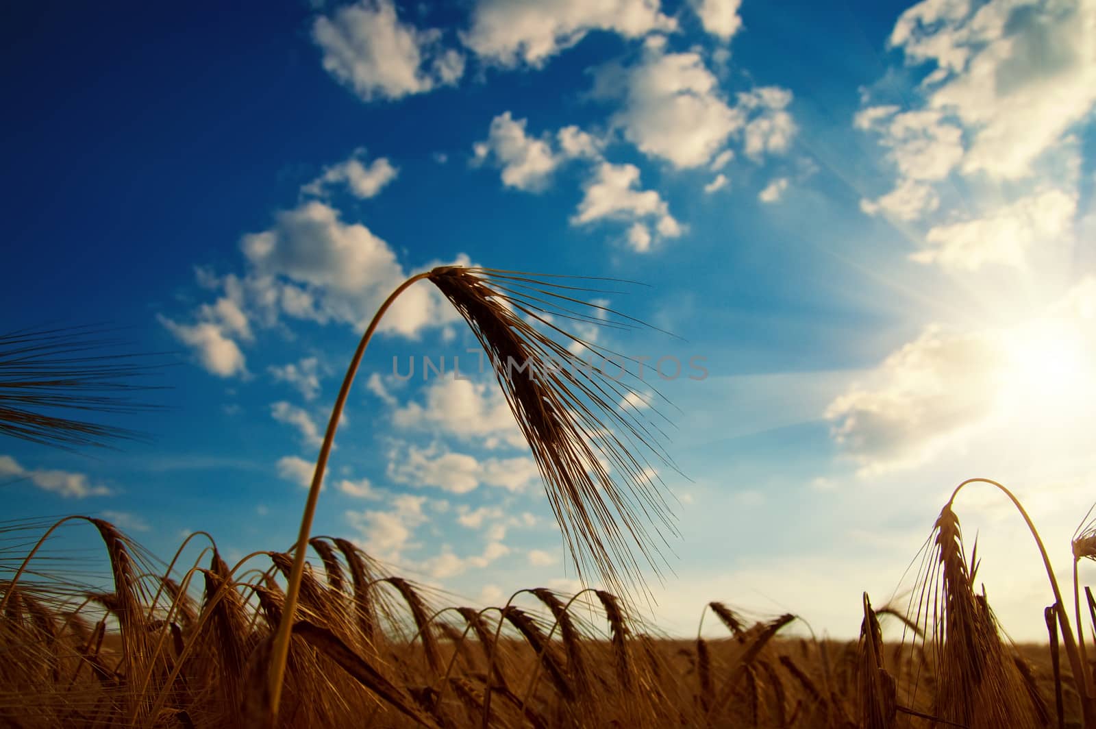 ears of ripe wheat with sun in the evening