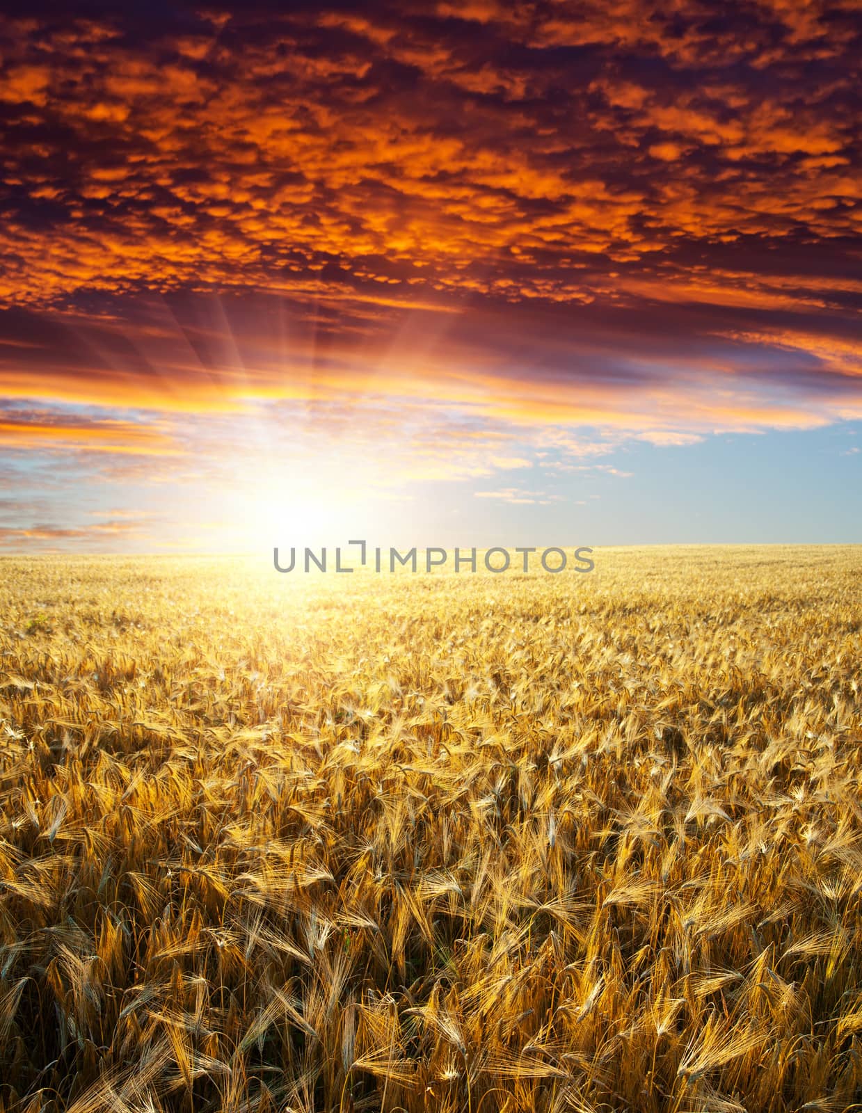 field with gold ears of wheat in sunset