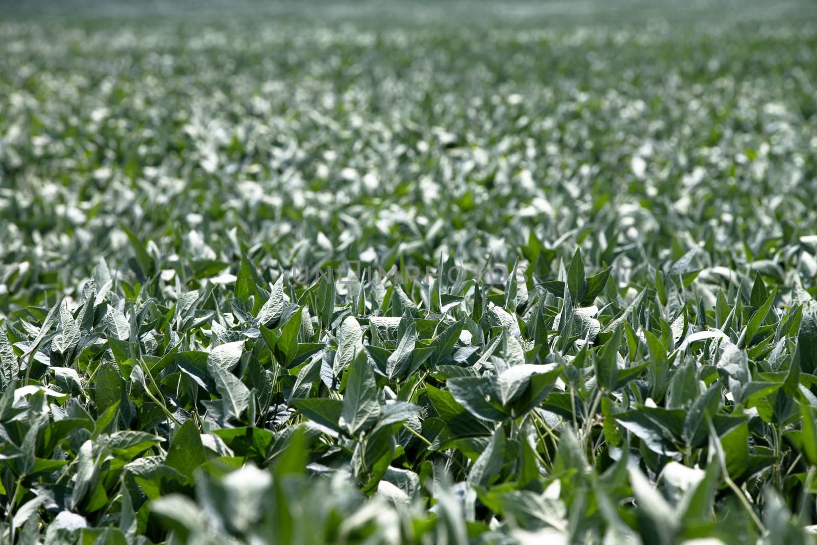 Healthy crop of green leafy vegetables growing in an agricultural field in the summer sunshine, background view with shallow dof