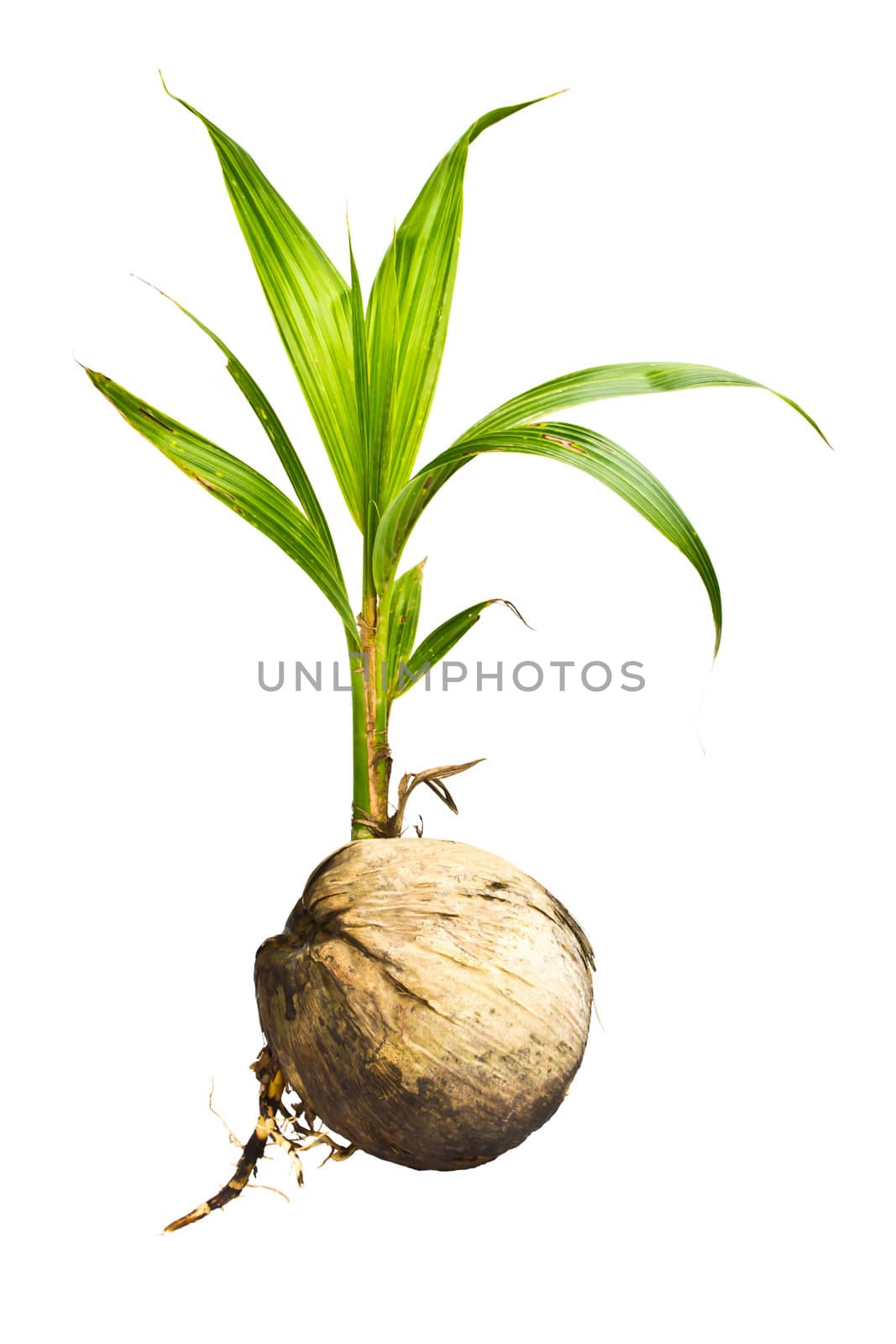 Coconut on white background