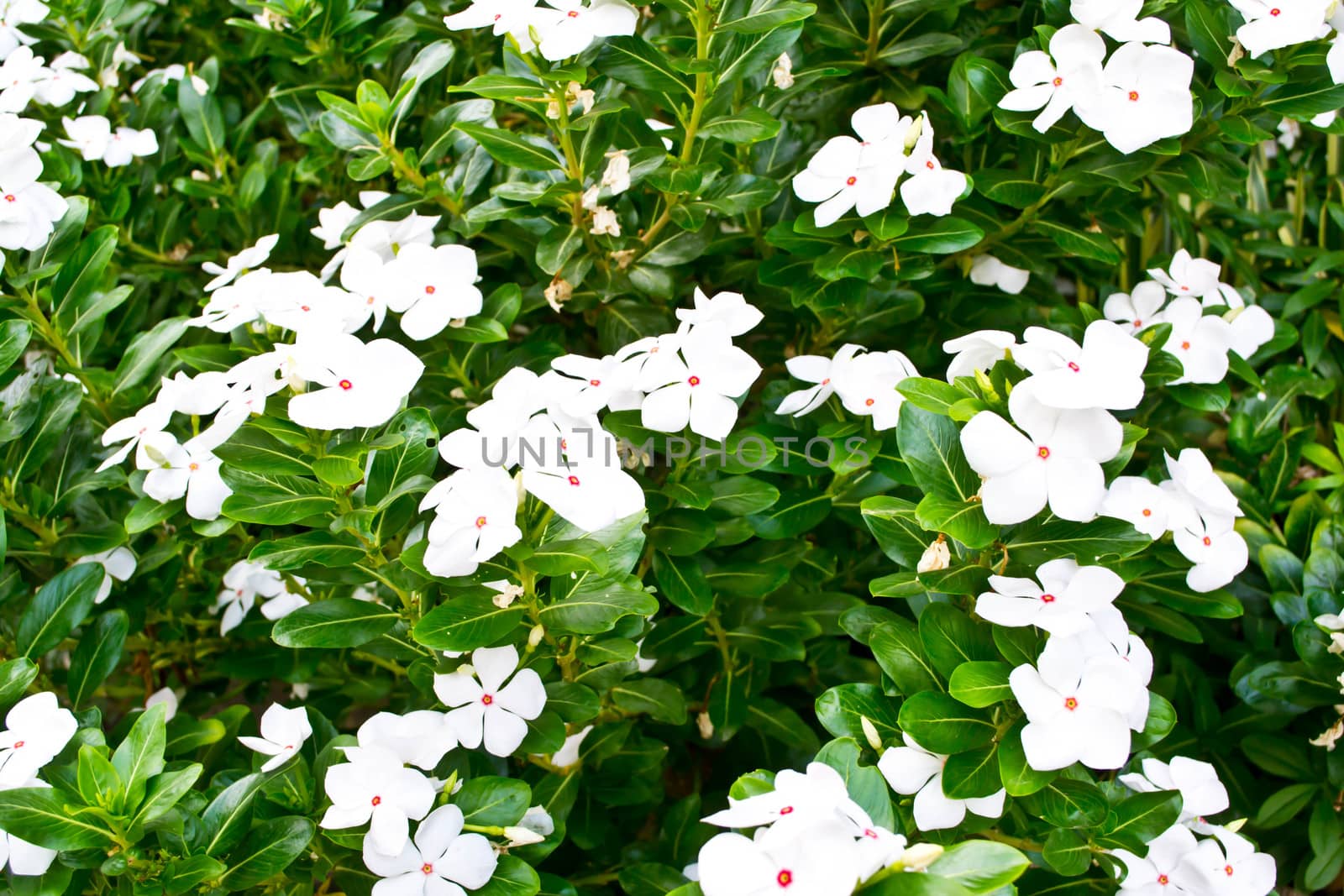 Vinca flower in gargen