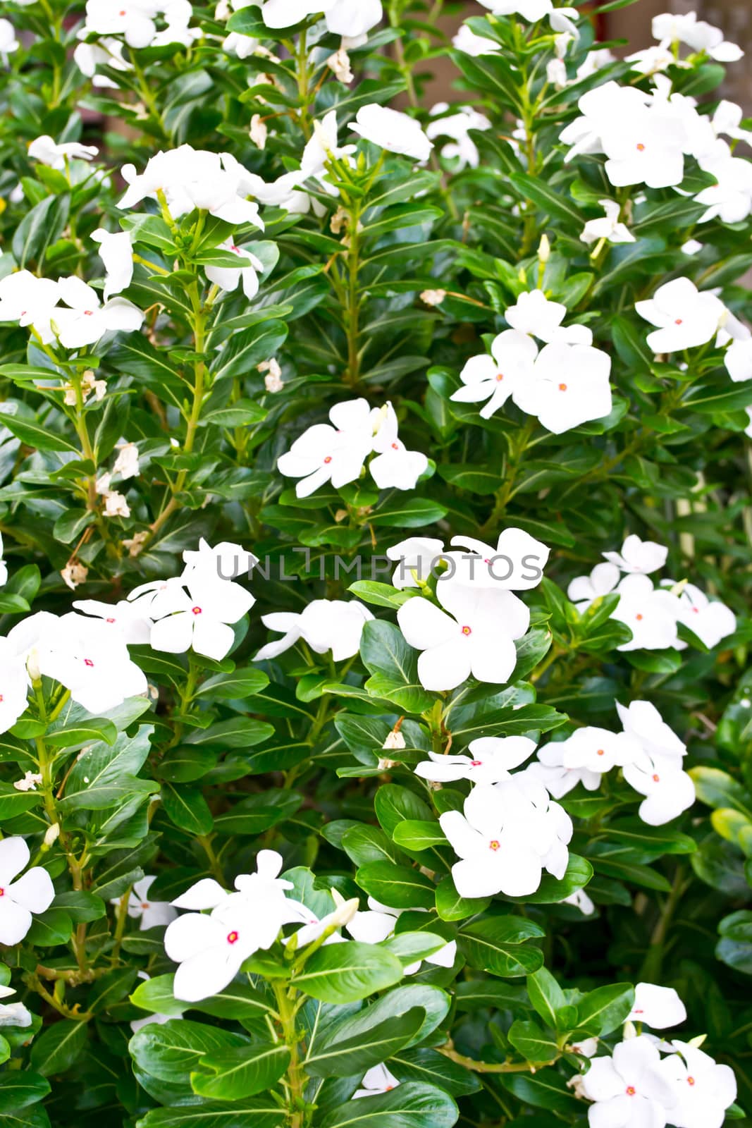 Vinca flower in gargen