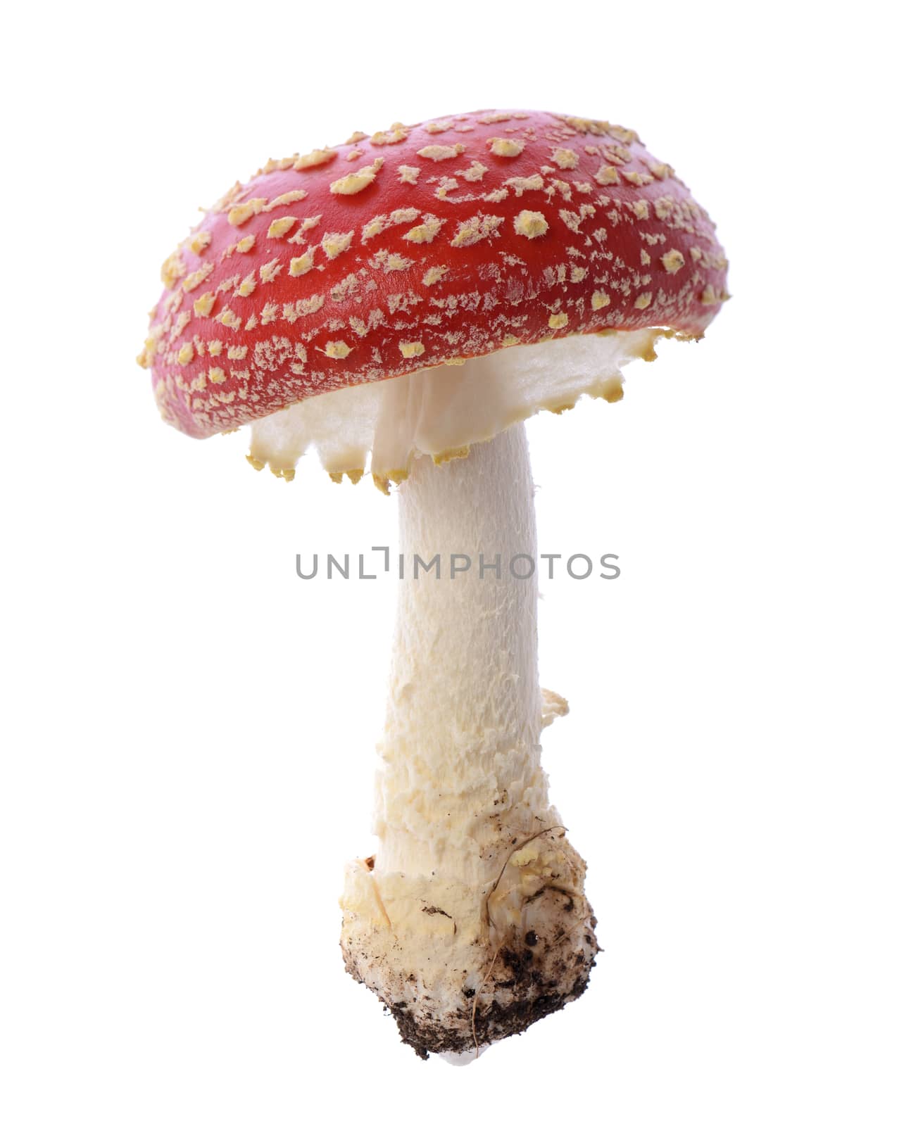 red poison mushroom toadstool close up studio shoot 