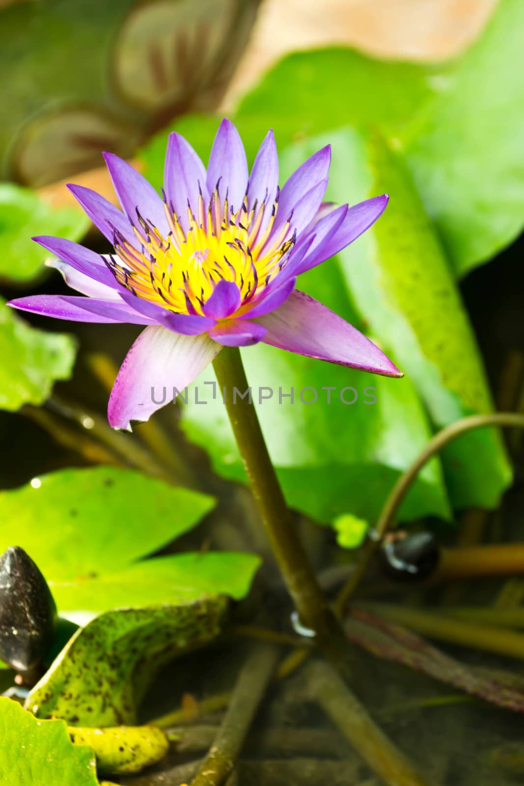 Lotus flower