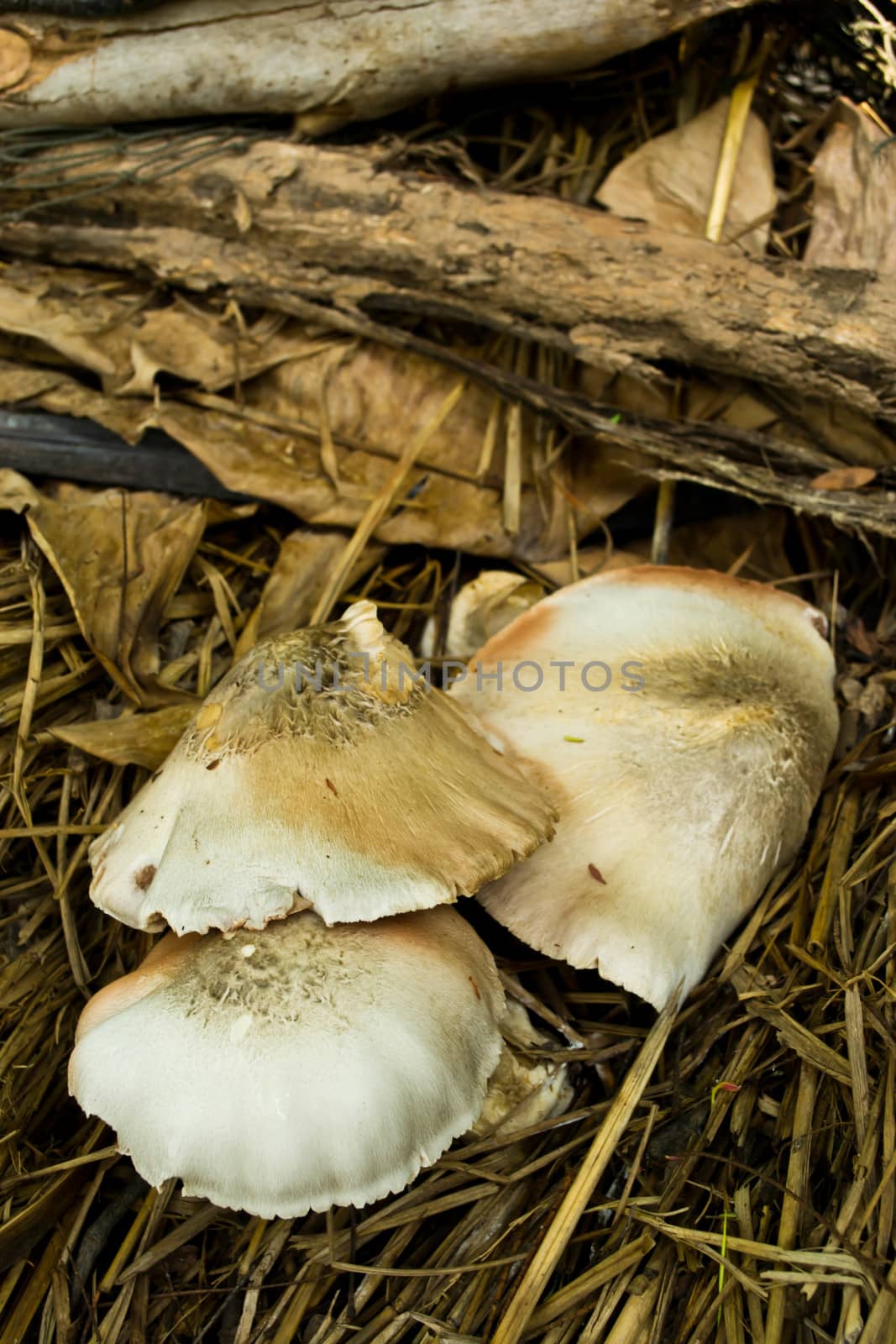 Mushrooms out on a pile of straw