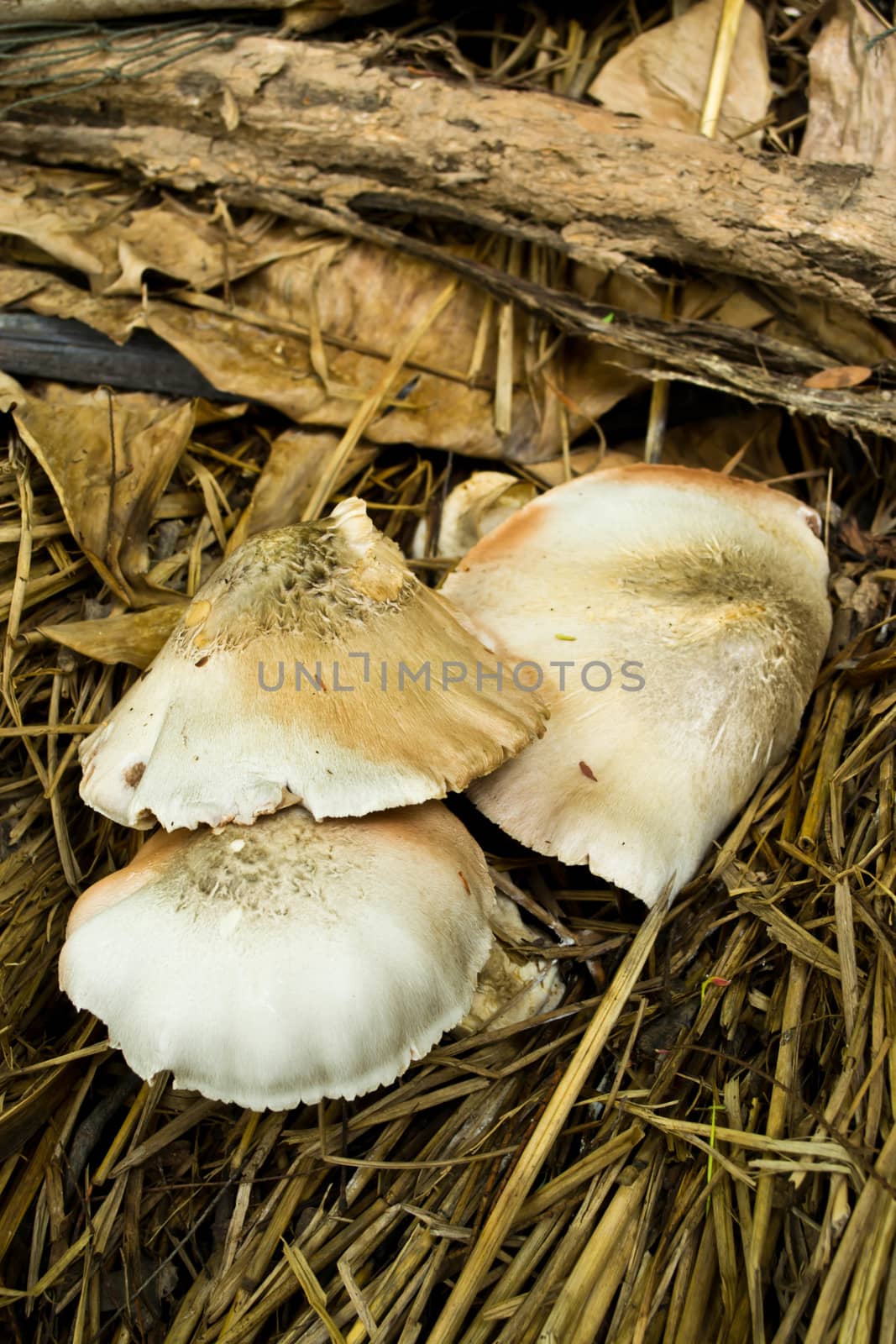Mushrooms out on a pile of straw