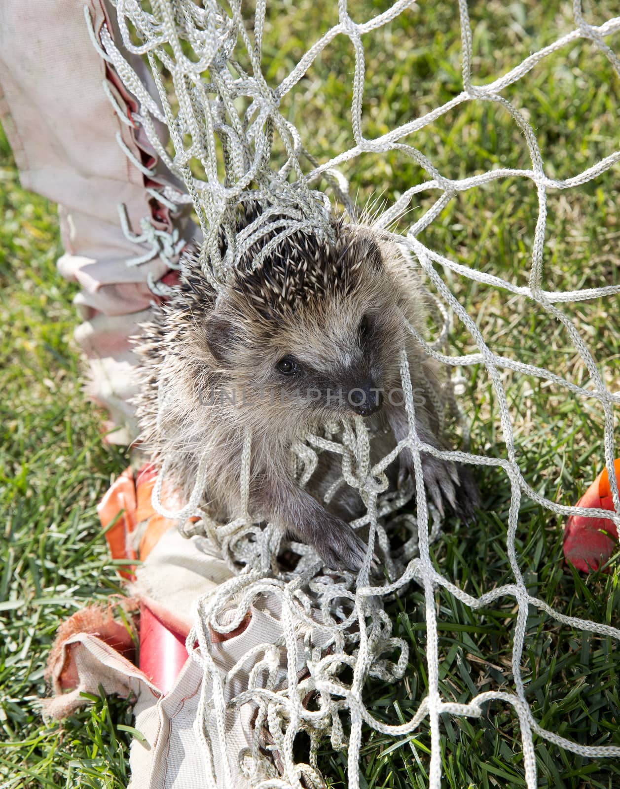 Close up of a trapped Hedgehog