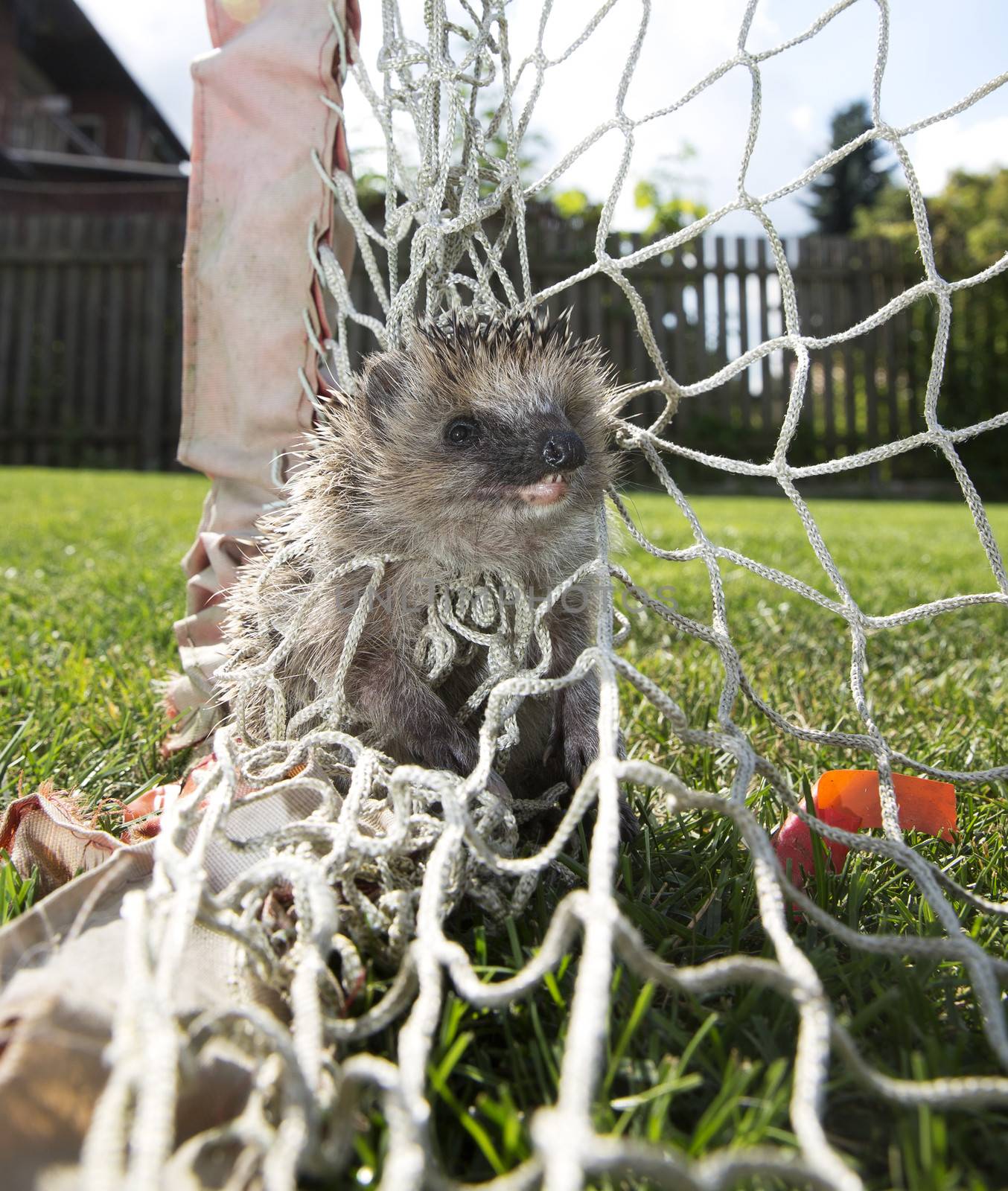 Close up of a trapped Hedgehog