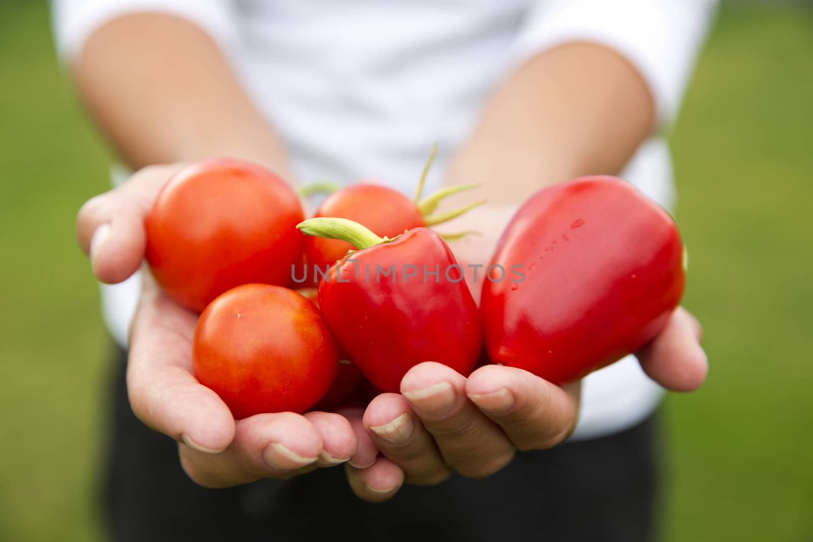 Group of vegetables in human hands