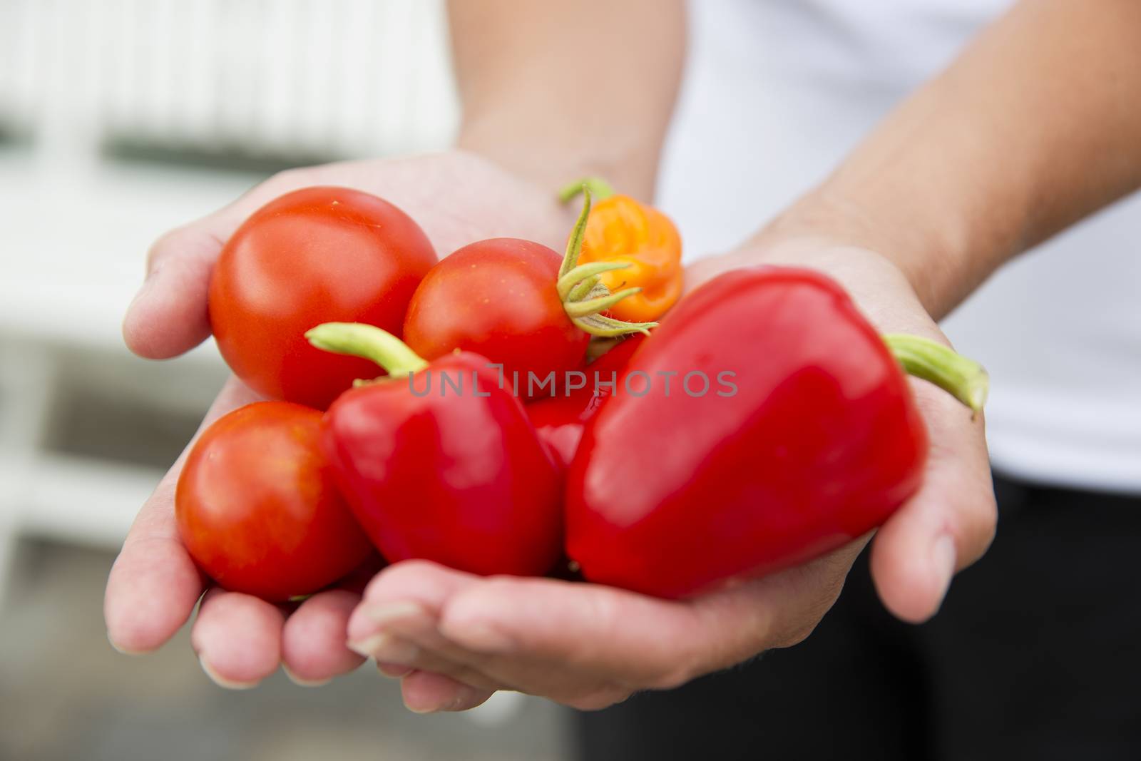 Close up of Vegetables in hands