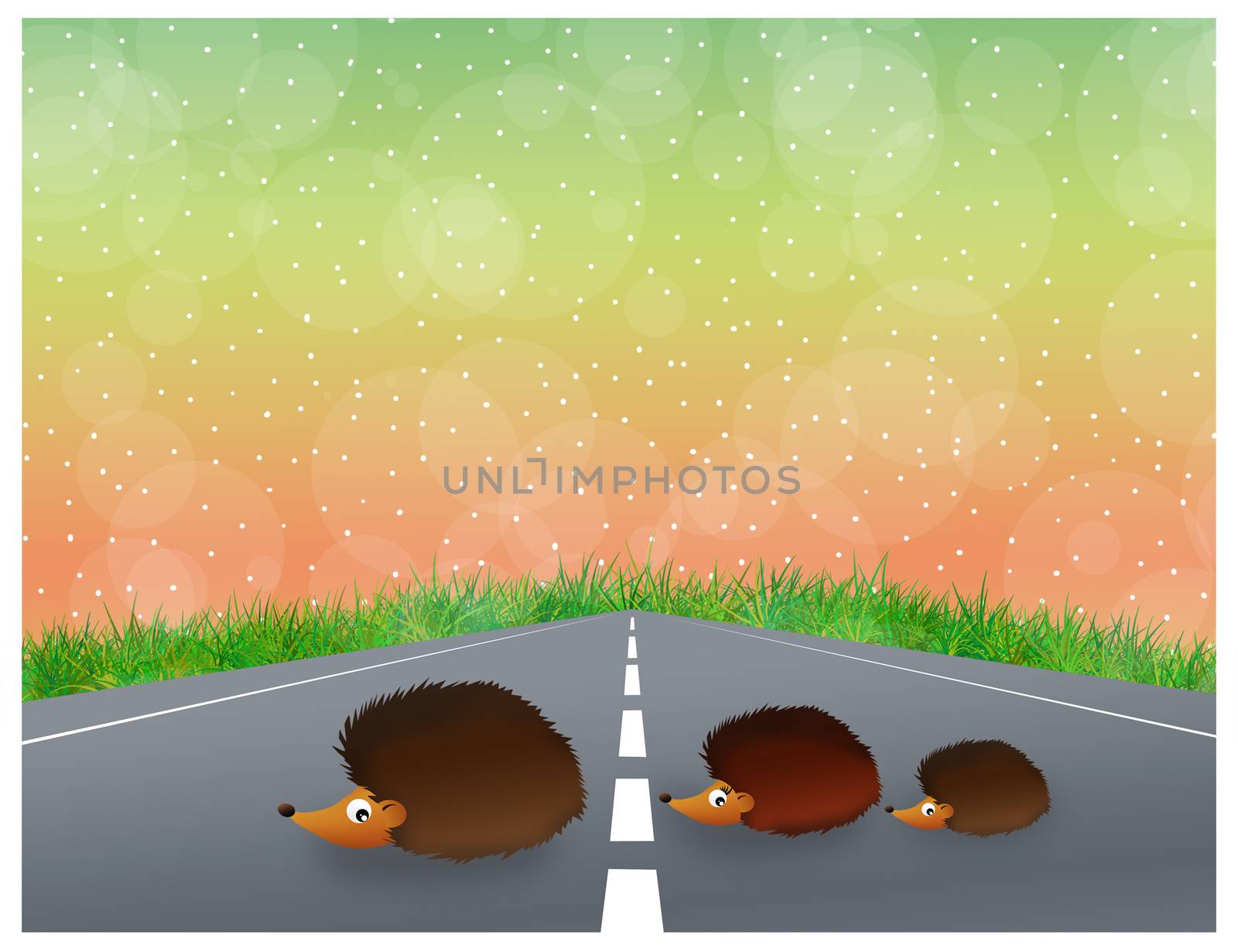 hedgehogs on the road