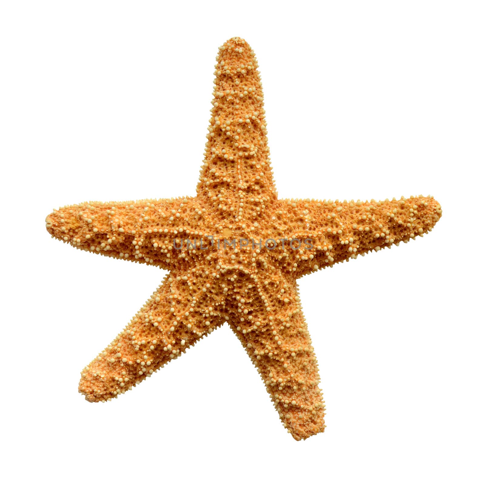 Isolated Starfish by mrdoomits