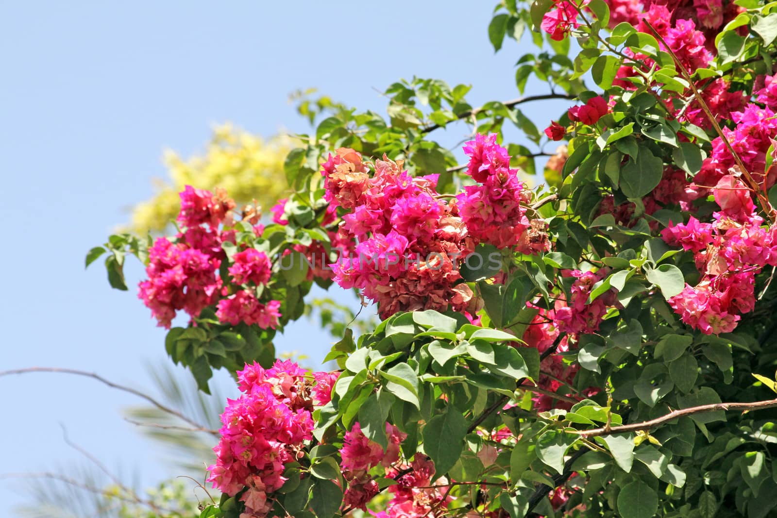 A bougainvillea paper flower in pink color
