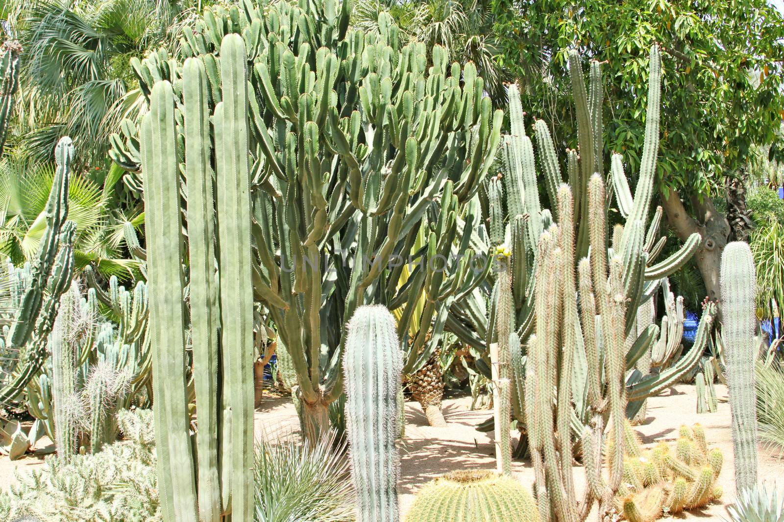 Many various green exotic cactuses of different size
