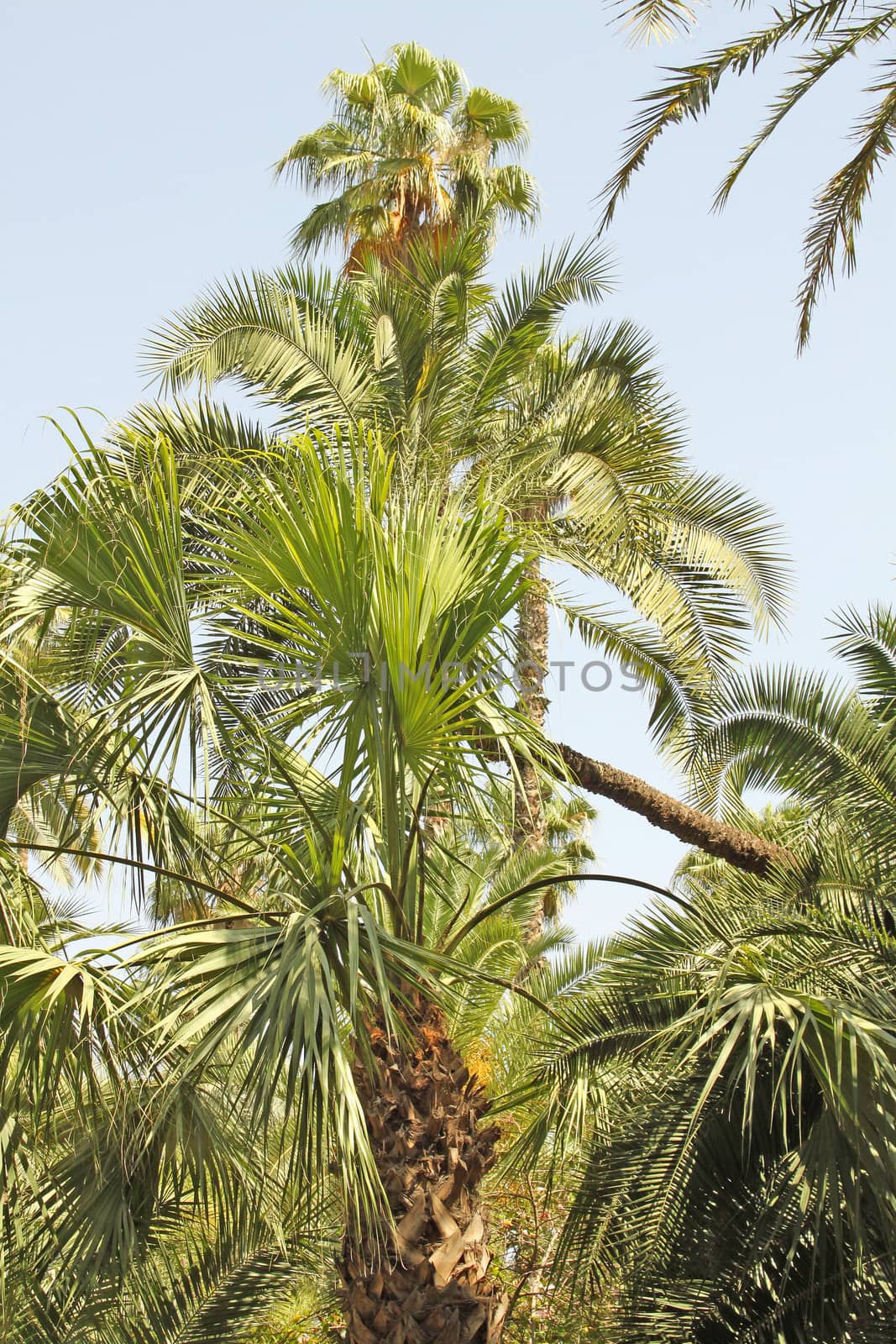 Tropical forest: beautiful palms and other trees under sunlight
