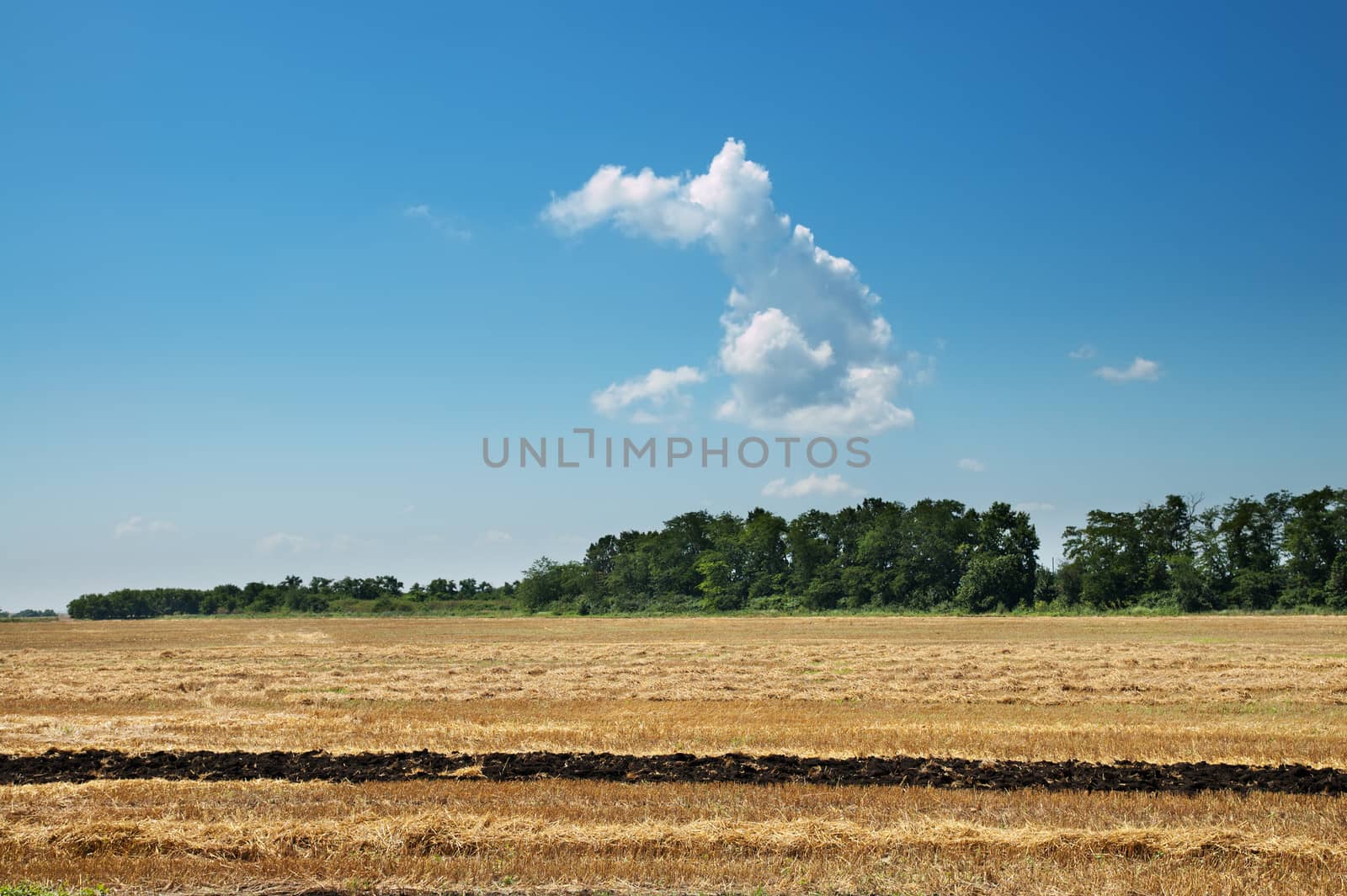 windrows on field after harvesting