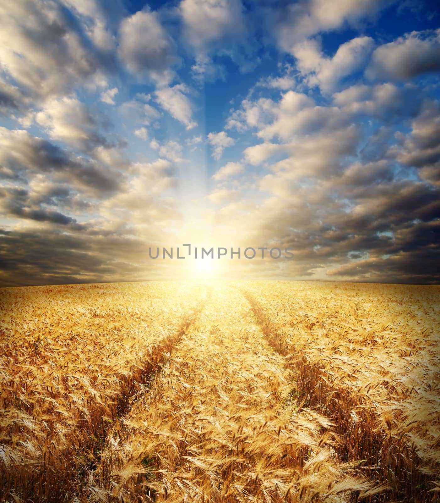 field with gold ears of wheat in sunset