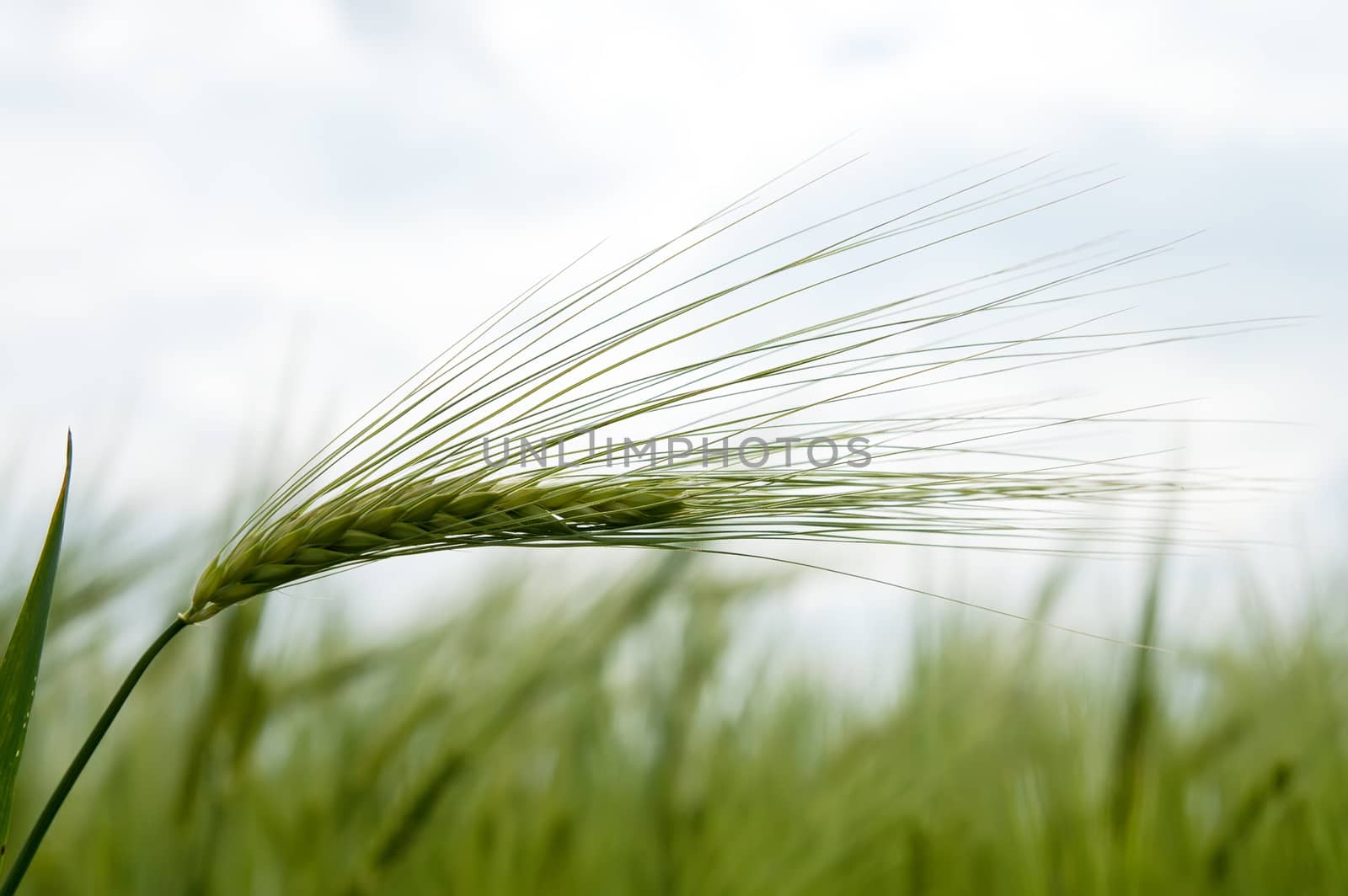green wheat in field