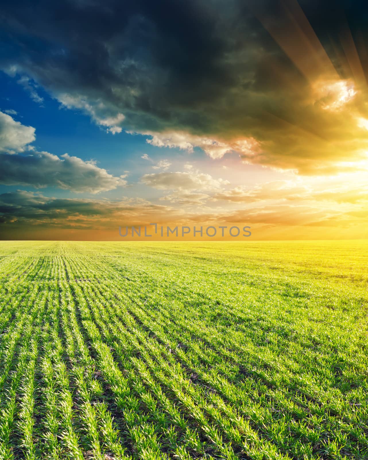 agricultural green field and sunset by mycola