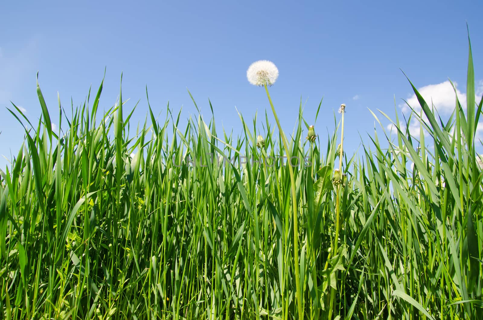 old dandelion in green grass field and blue sky