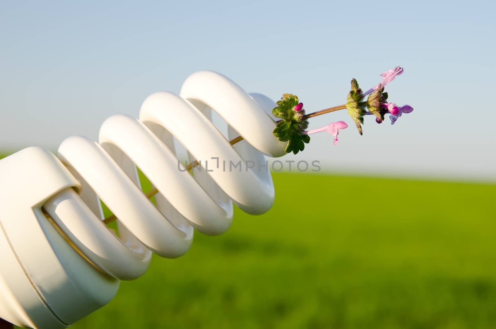 energy saving lamp with flower over green field