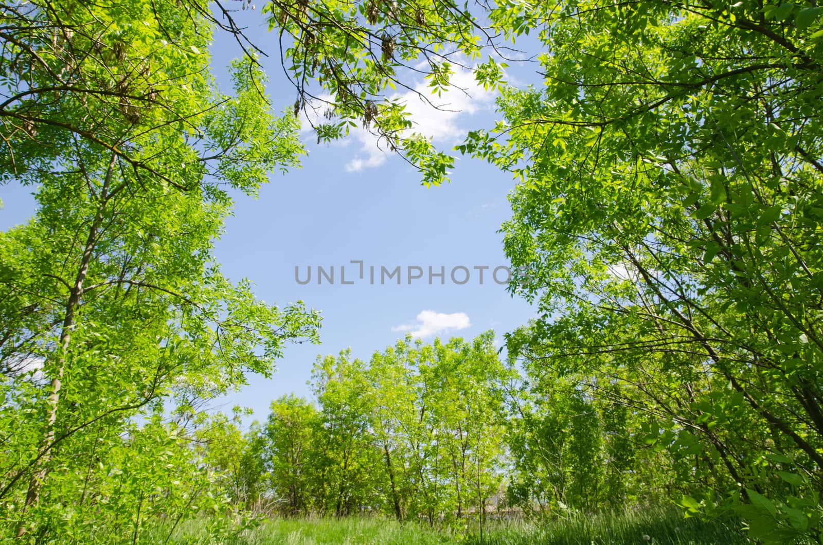 natural frame in wood