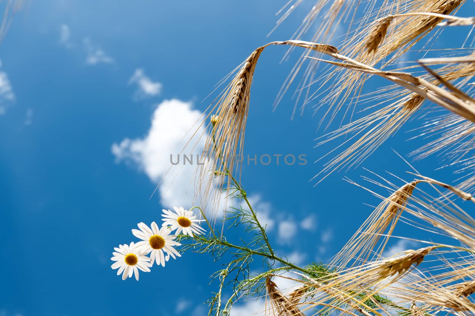 wheat with white flowers