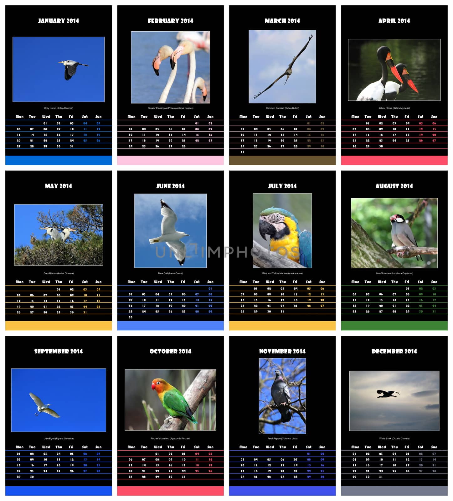 Colorful birds english calendar for 2014 in black background