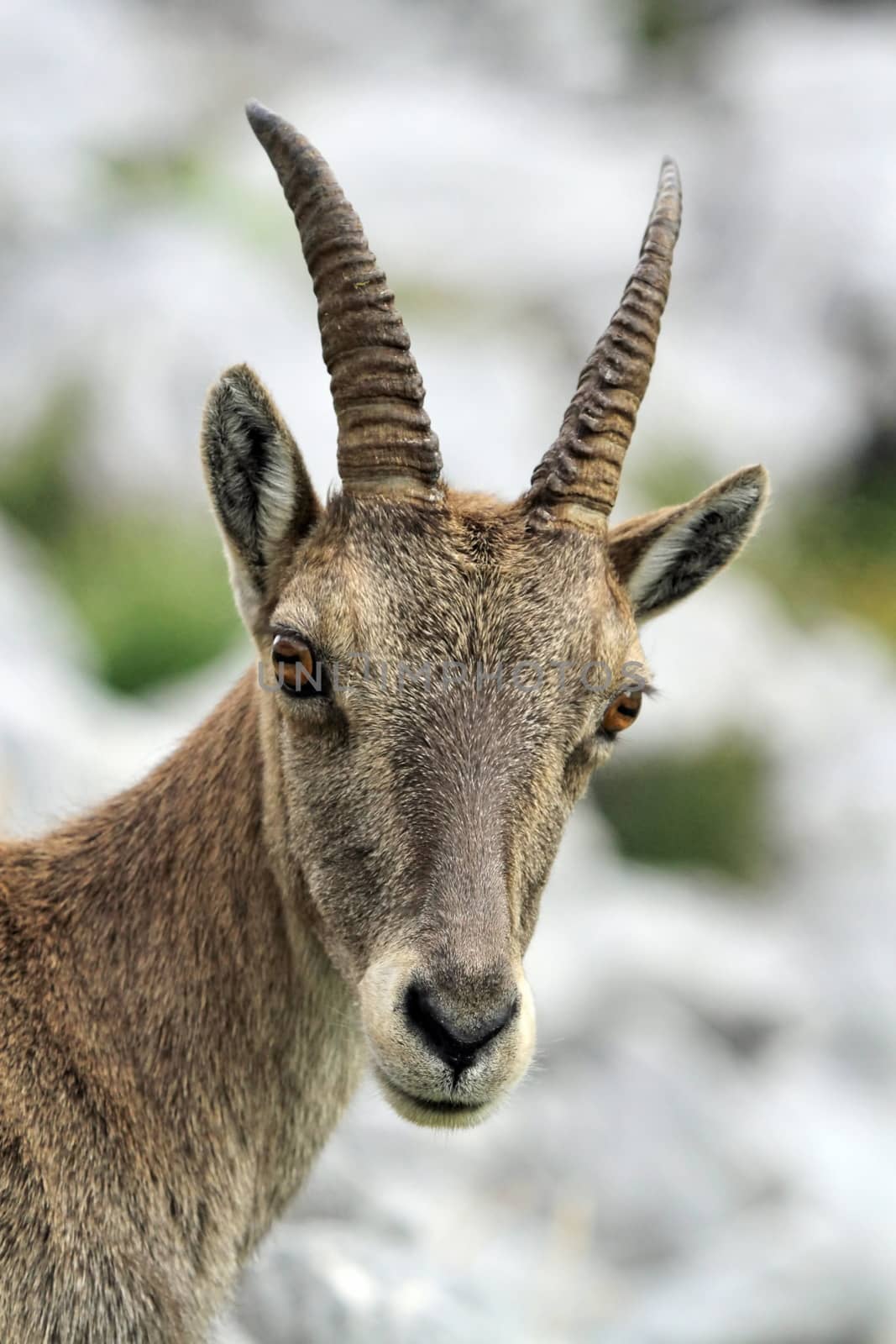 Wild alpine ibex - steinbock portrait by Elenaphotos21
