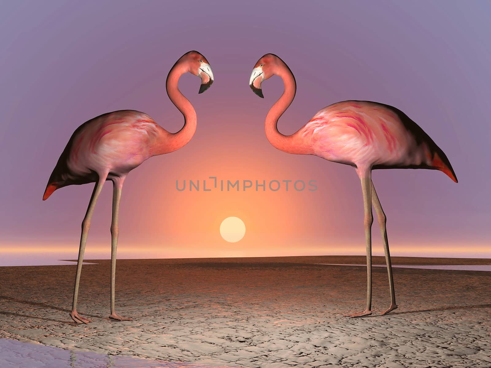 Two flamingos standing in front of each other for date by colorful sunset