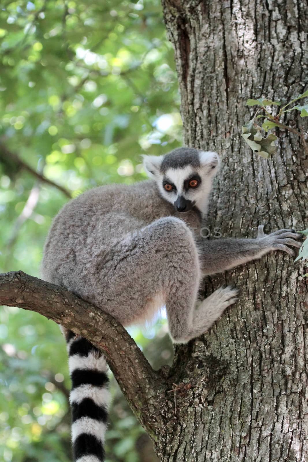 Lemur catta (maki) of Madagascar sitting on a branch and looking down