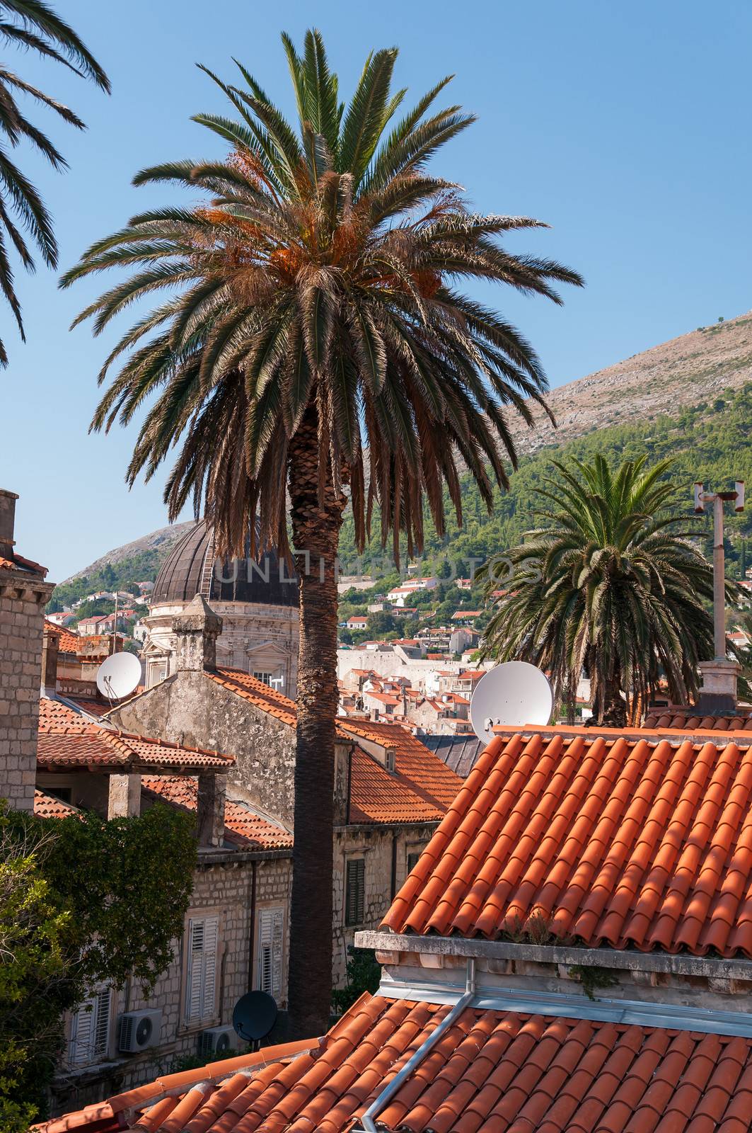 Palmtree in the middle of Dubrovnik Old City in Croatia