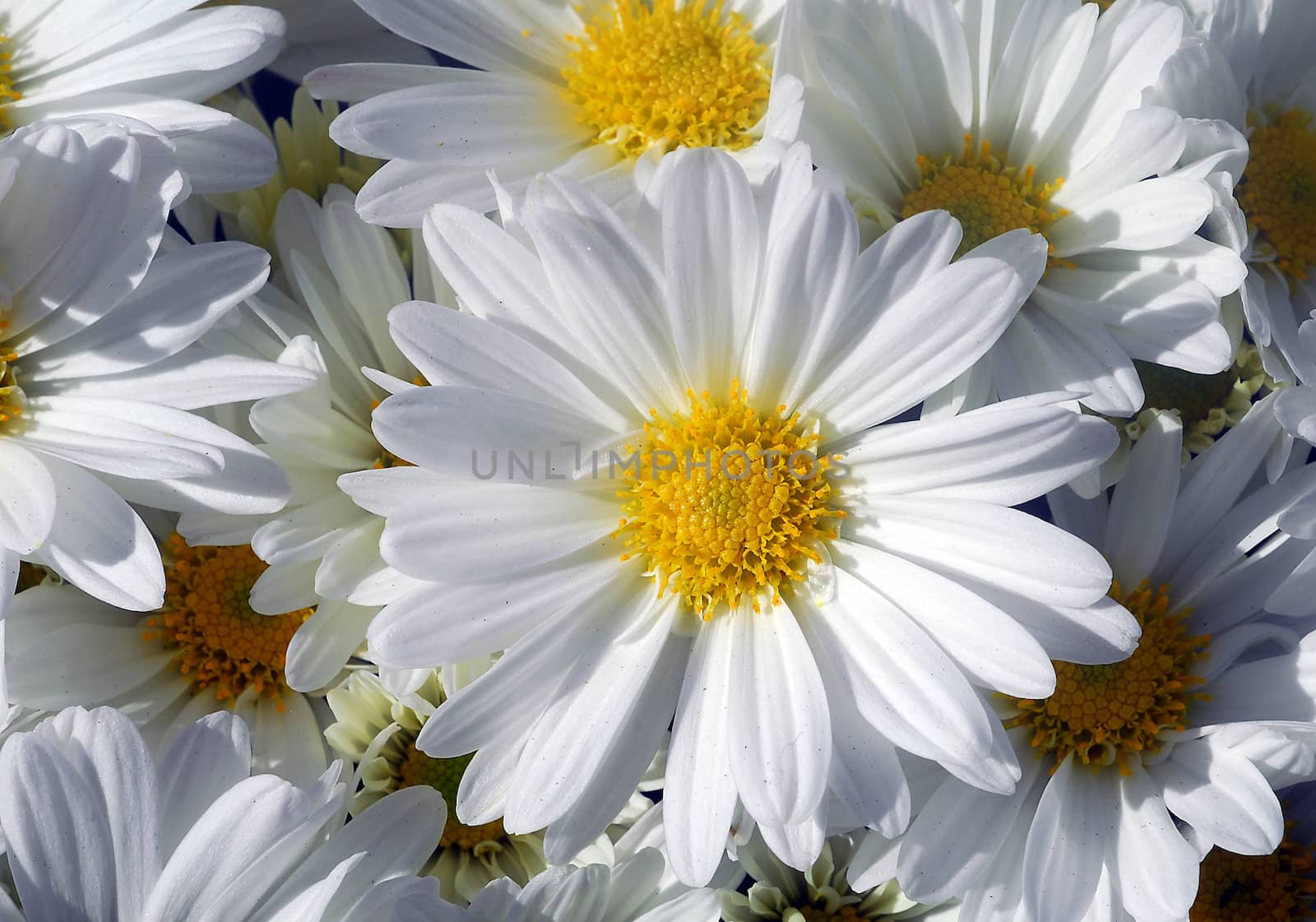 gerbera daisy white yellow flower in bloom in spring