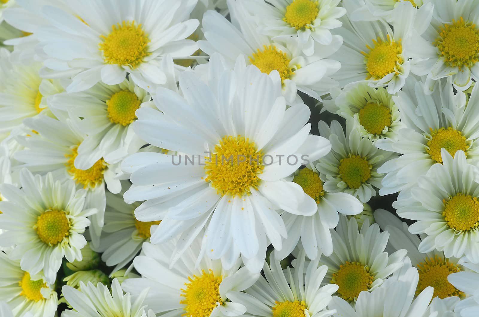 gerbera daisy white yellow flower in bloom in spring