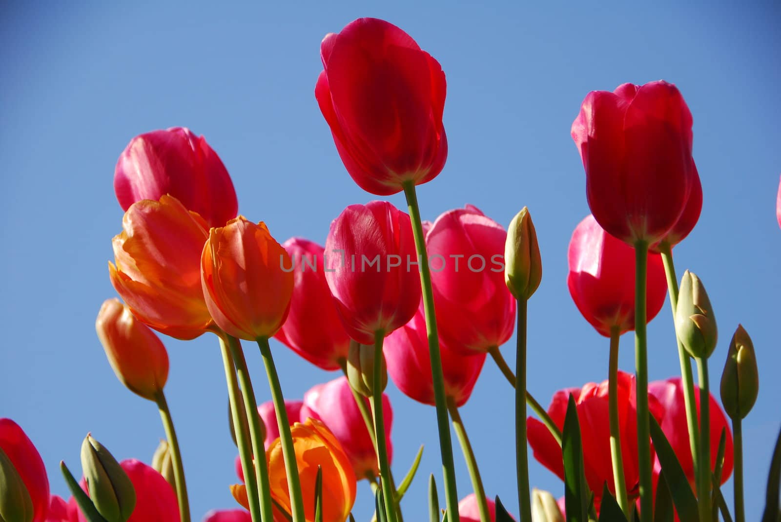 Pink orange tulip flower in bloom in spring