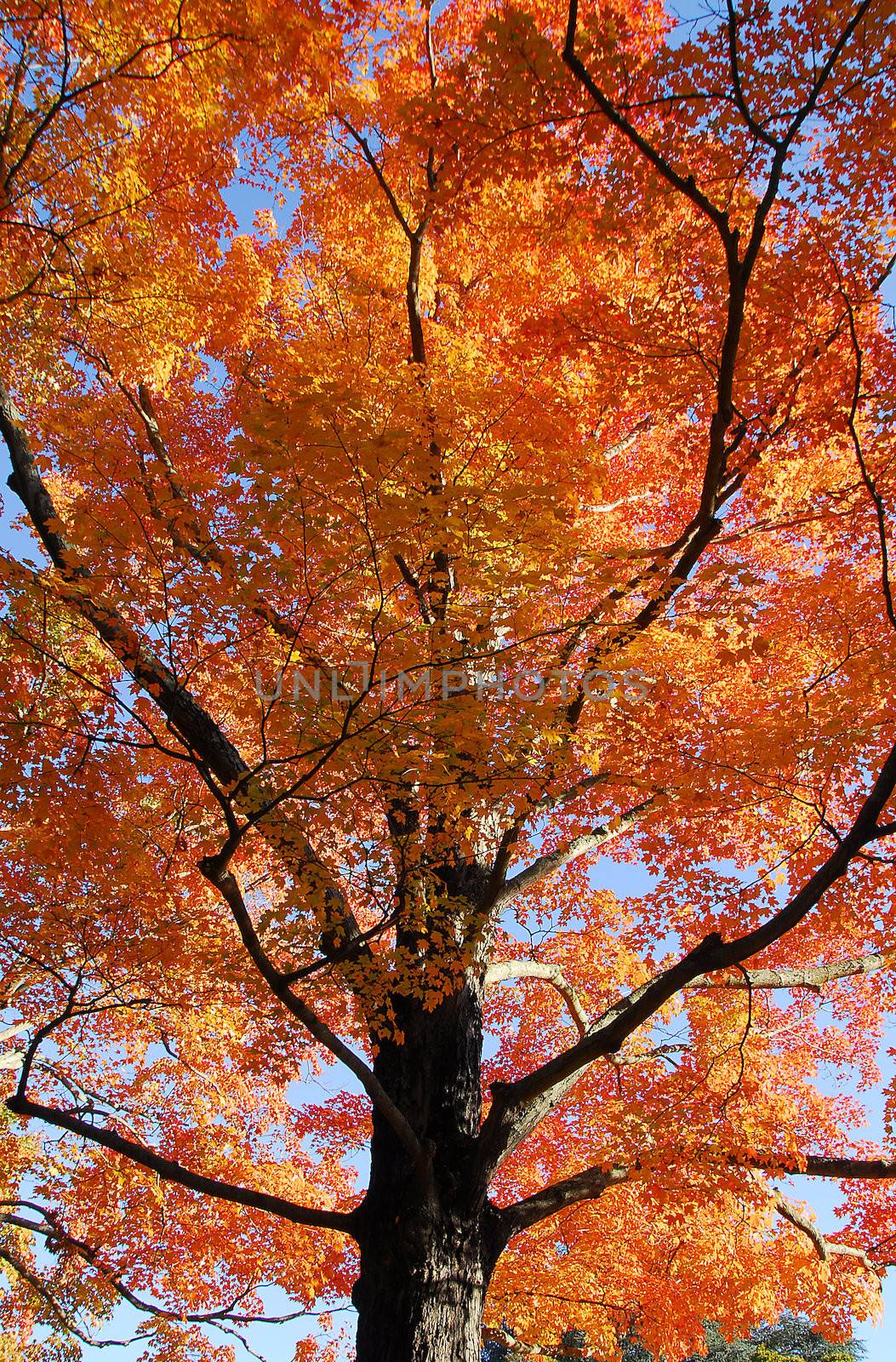 Orange Maple Tree Fall Foliage by nikonite