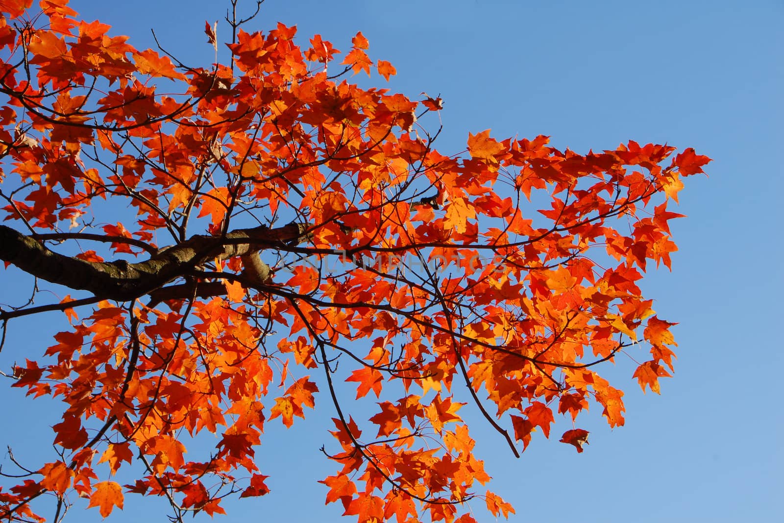 Orange Fall Foliage colors of Maple tree in Autumn