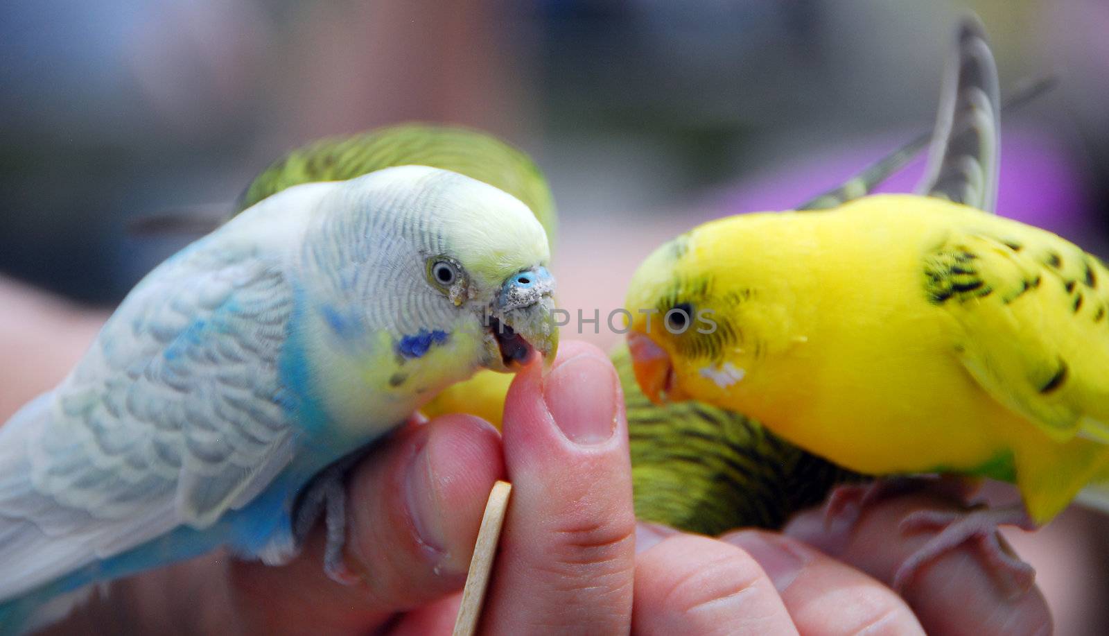 yellow green budgie parrot pet bird also known as Budgerigar Melopsittacus