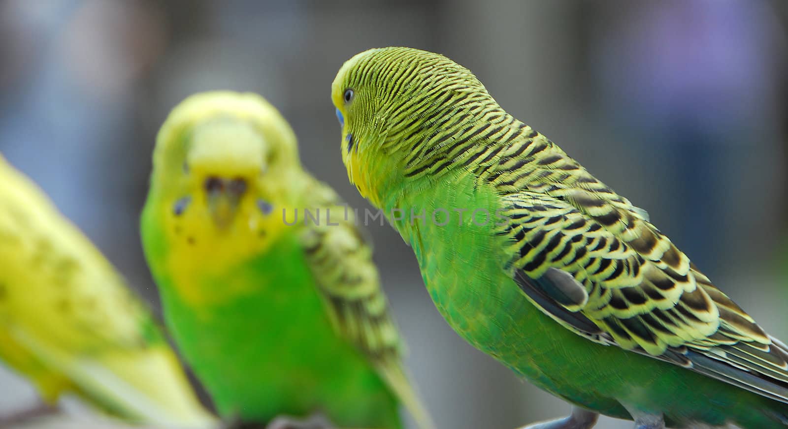 yellow green budgie parrot pet bird also known as Budgerigar Melopsittacus