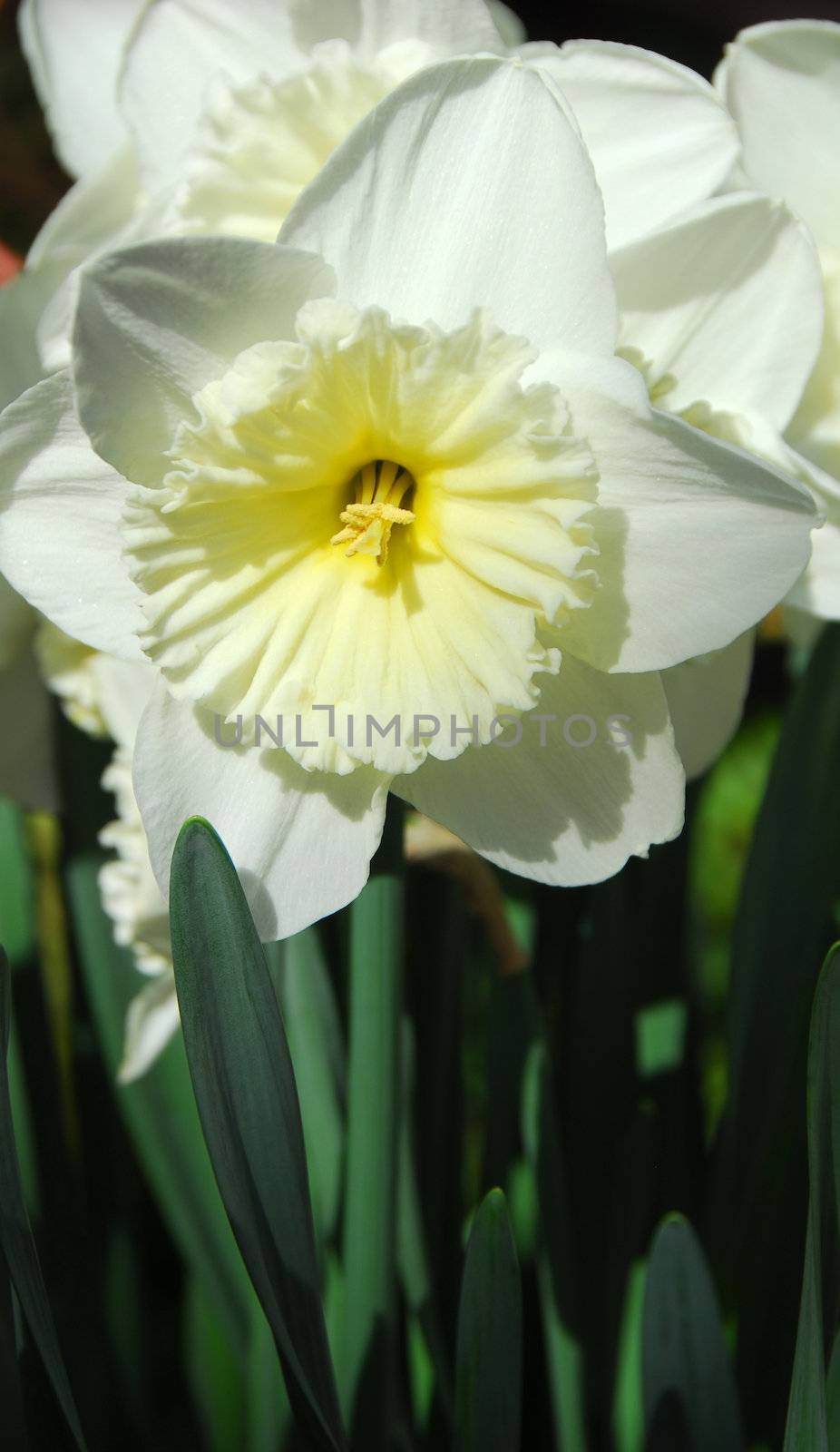 Daffodil Narcissus white yellow flower in bloom in spring