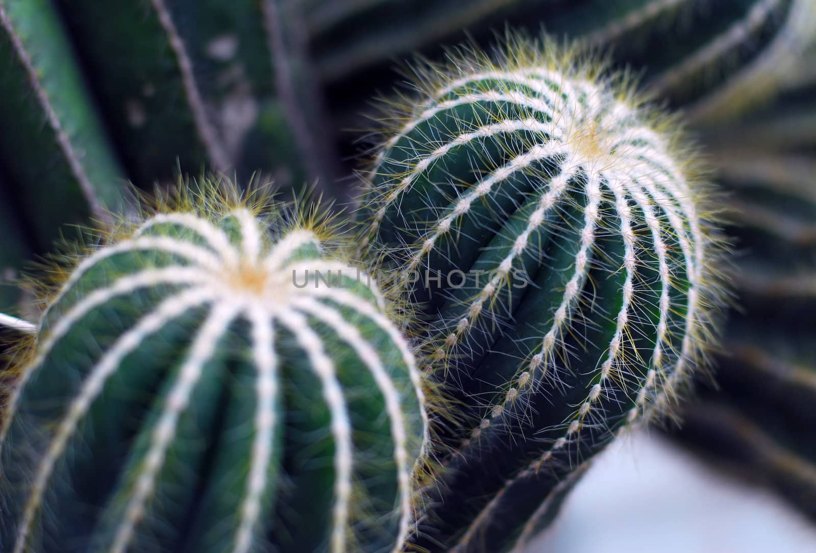 closeup of green cactus plant with sharp thorns