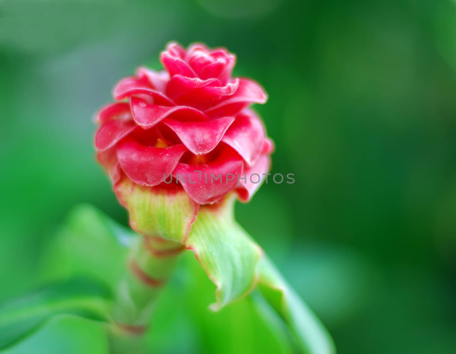 Spiral Ginger Costus comosus yellow red flower in bloom