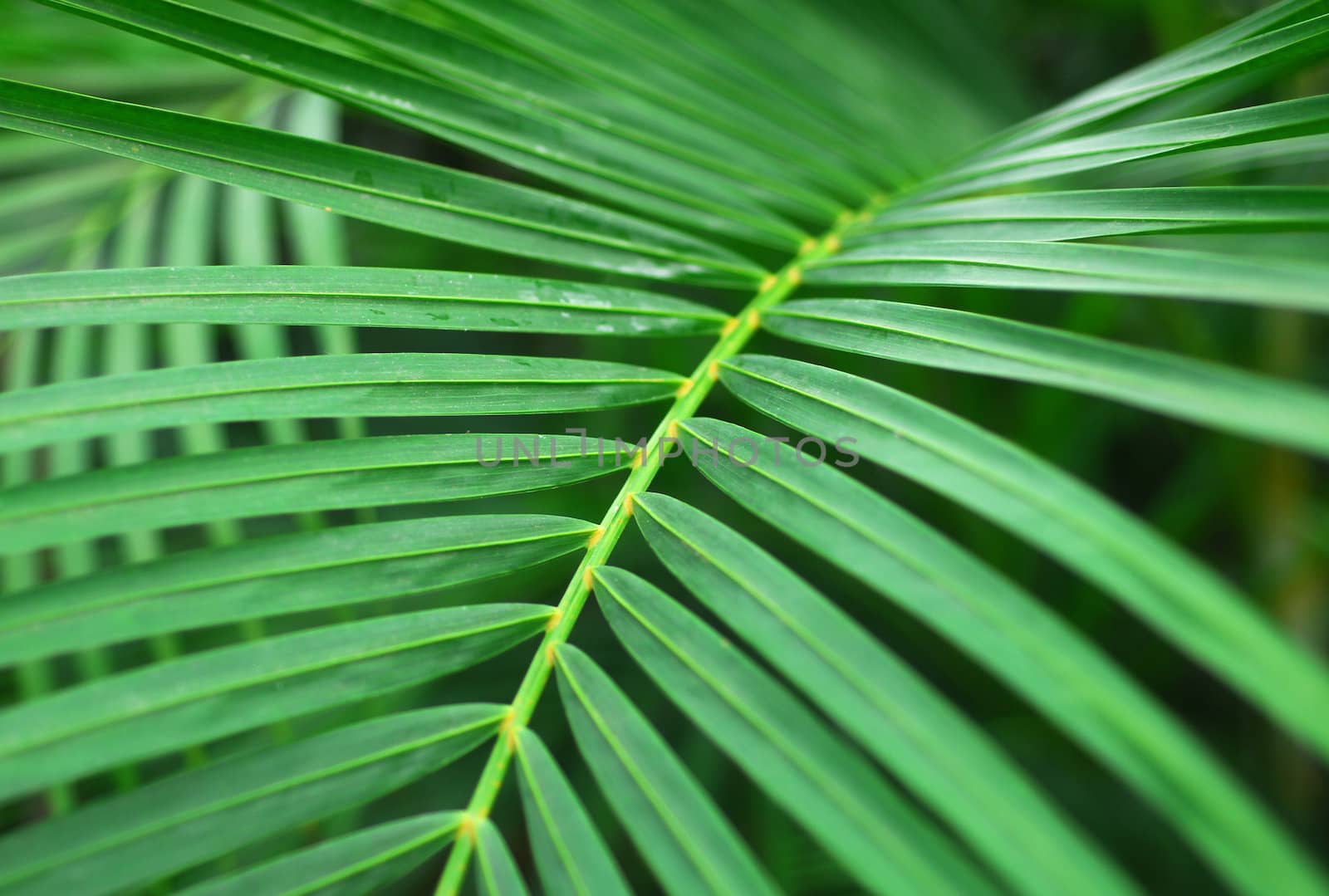 Green Palm Leaves of indoor ornamental Plant
